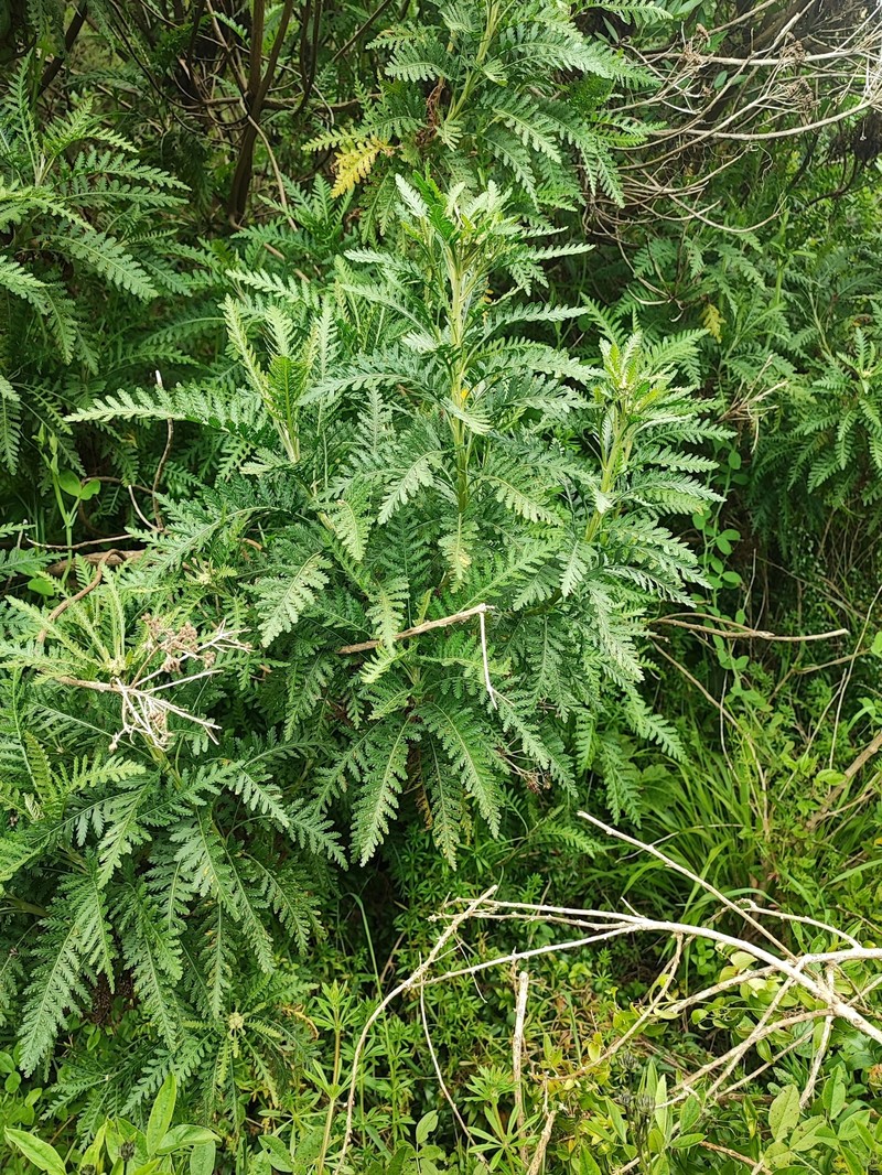 Gonospermum canariense subsp. canariense photo 3