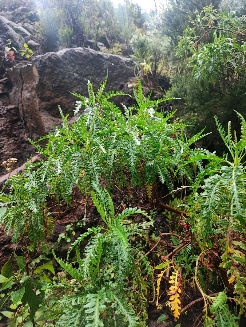 Gonospermum canariense subsp. canariense photo 4