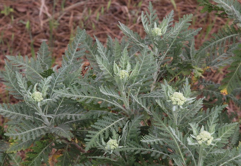 Gonospermum canariense subsp. elegans photo 2