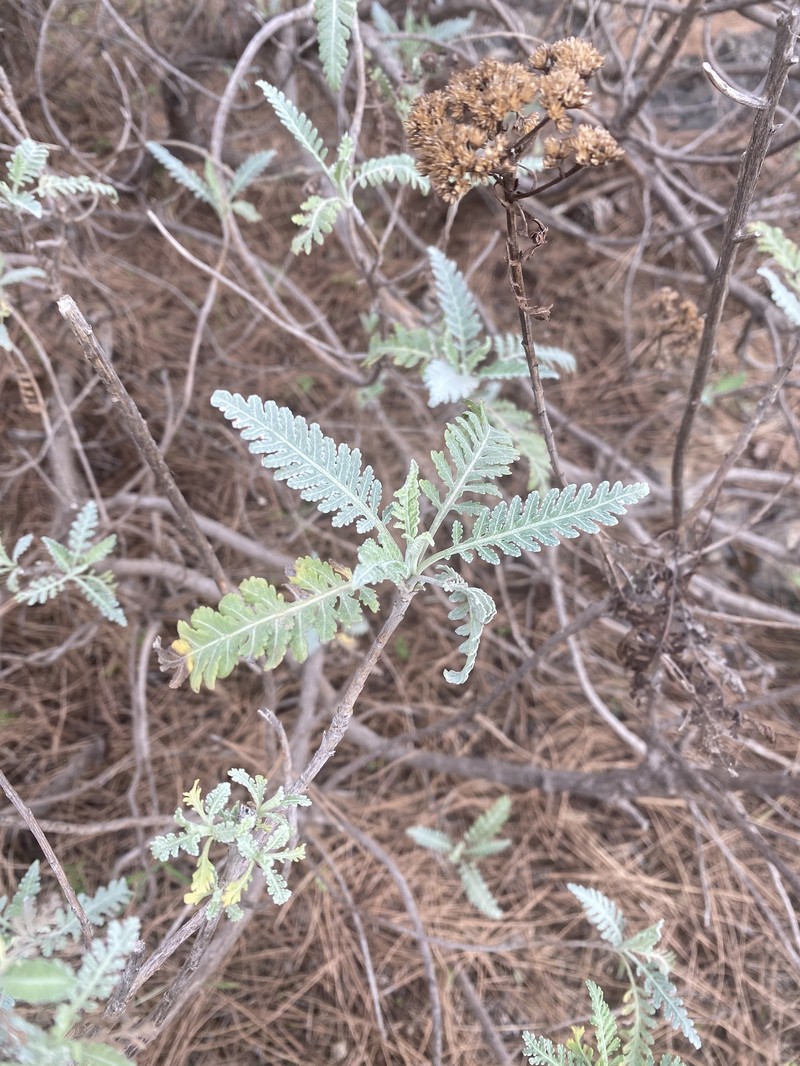 Gonospermum canariense subsp. elegans photo 3