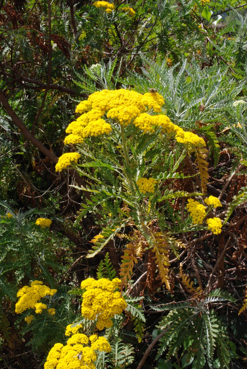 Gonospermum canariense subsp. elegans