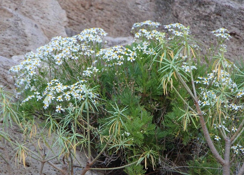 Gonospermum ferulaceum