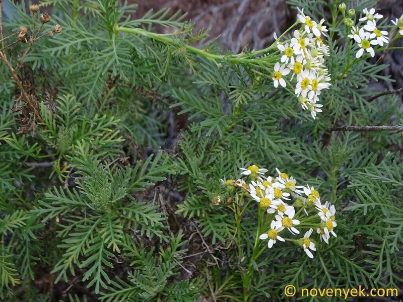 Gonospermum ferulaceum photo 3
