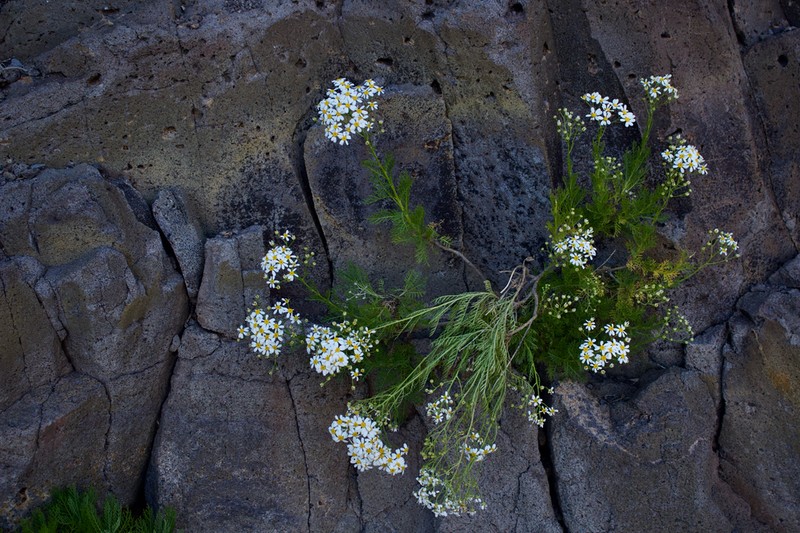 Gonospermum ferulaceum photo 4