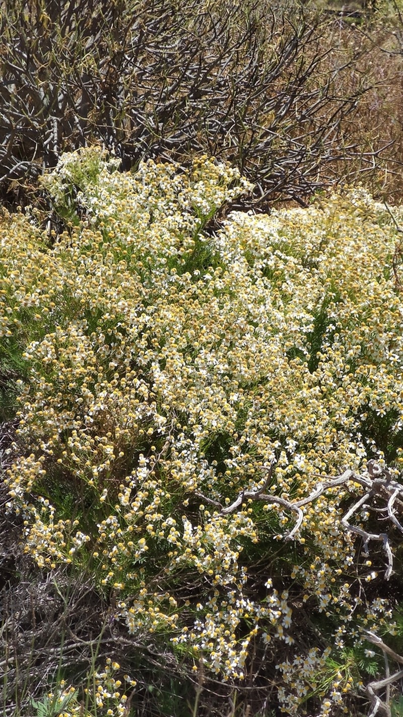Gonospermum ferulaceum photo 5