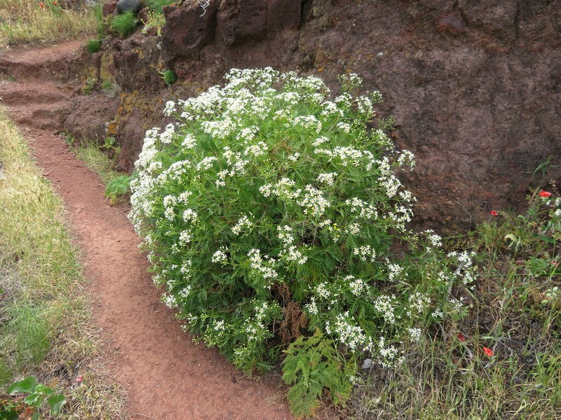 Gonospermum ferulaceum photo 8