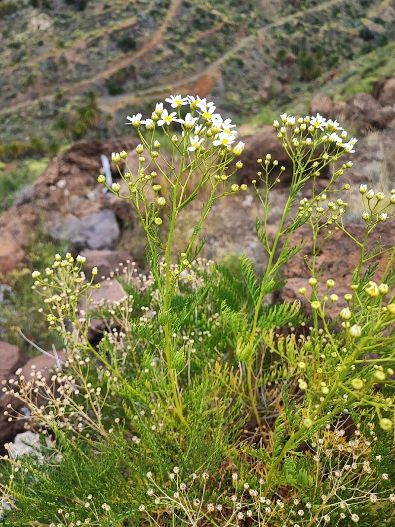 Gonospermum ferulaceum var. ferulaceum