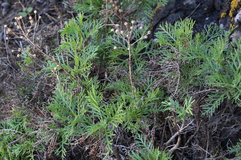 Gonospermum ferulaceum var. ferulaceum photo 2
