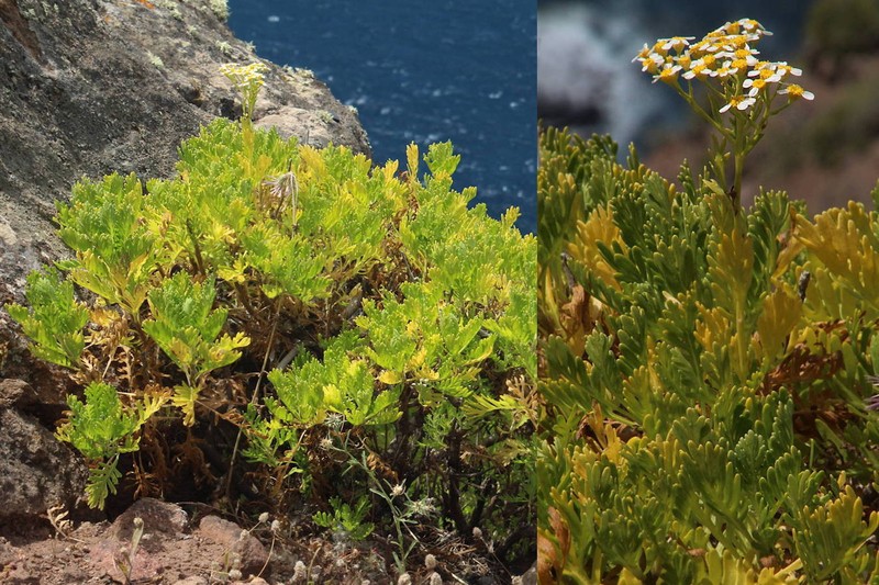 Gonospermum ferulaceum var. latipinnum photo 2