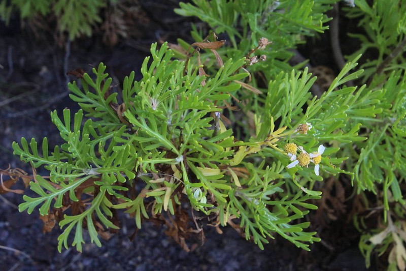 Gonospermum ferulaceum var. latipinnum photo 3