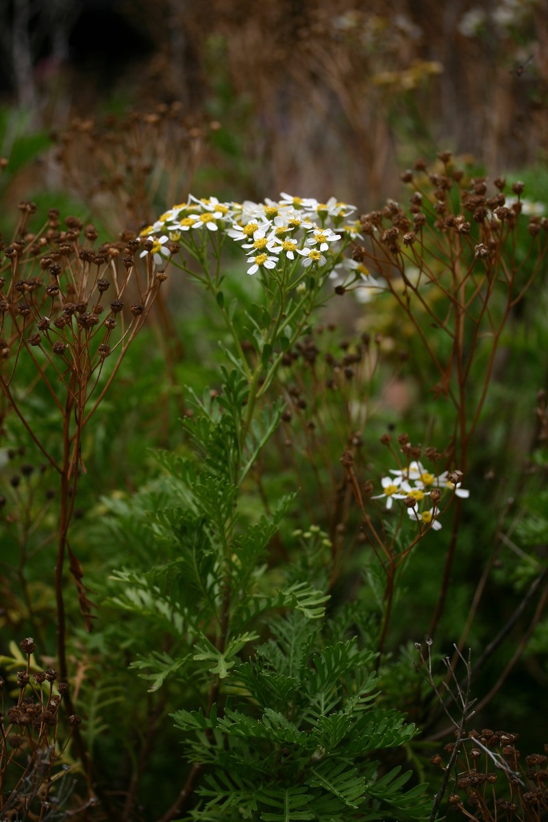 Gonospermum ferulaceum var. latipinnum photo 4