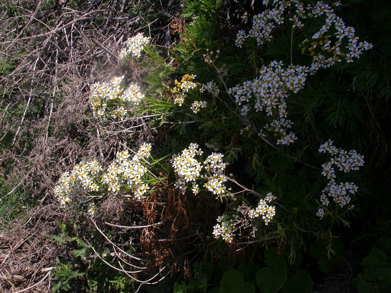 Gonospermum ferulaceum var. latipinnum photo 5