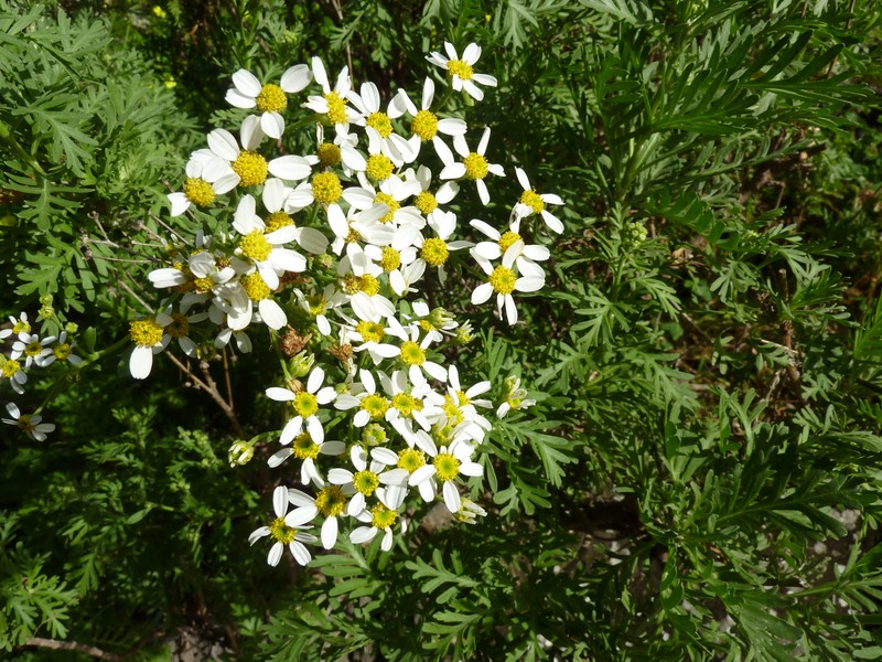 Gonospermum ferulaceum var. latipinnum