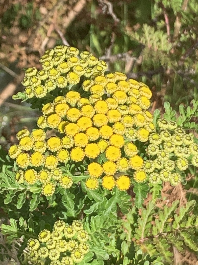 Gonospermum fruticosum