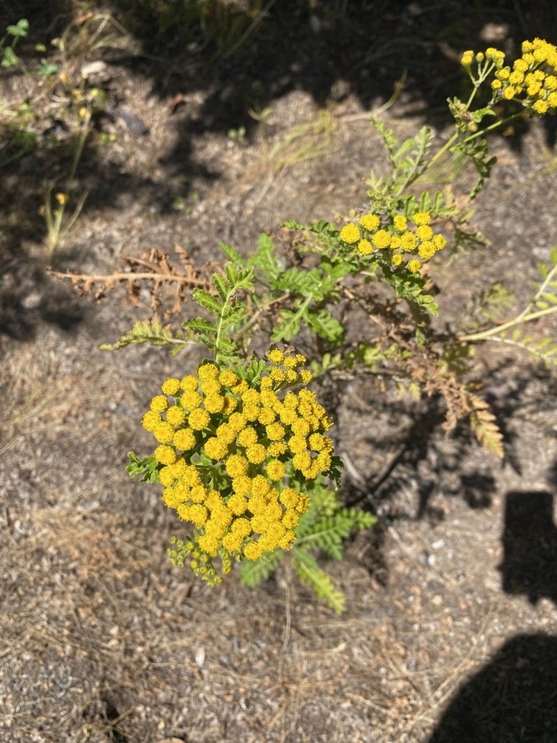 Gonospermum fruticosum photo 2