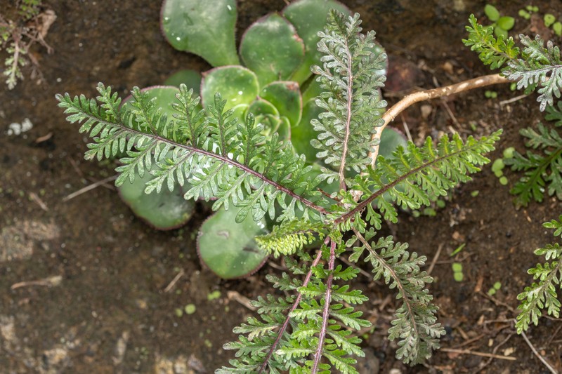 Gonospermum fruticosum photo 3