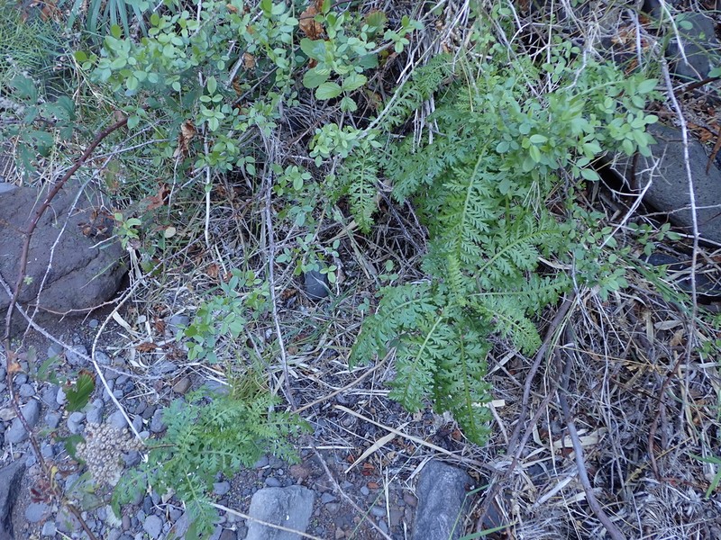 Gonospermum fruticosum photo 4