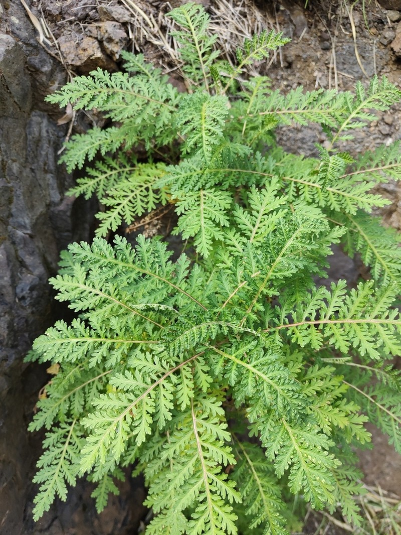 Gonospermum fruticosum photo 5