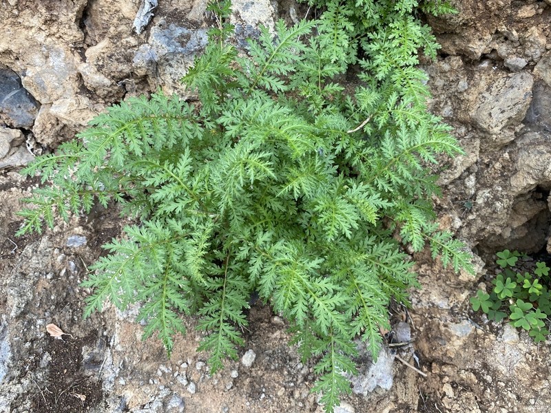 Gonospermum fruticosum photo 6