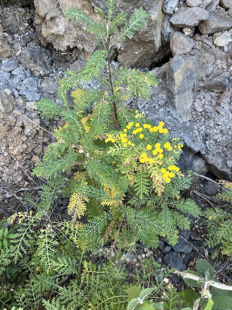 Gonospermum fruticosum photo 7