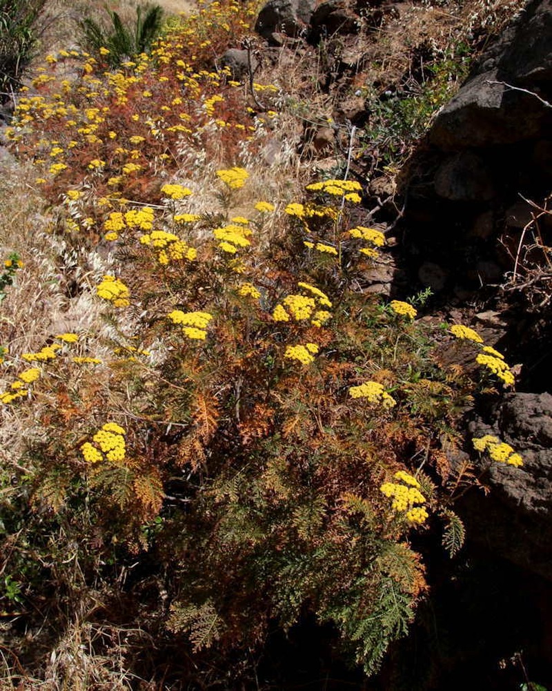 Gonospermum fruticosum photo 8
