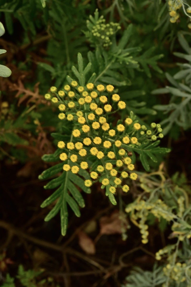 Gonospermum gomerae