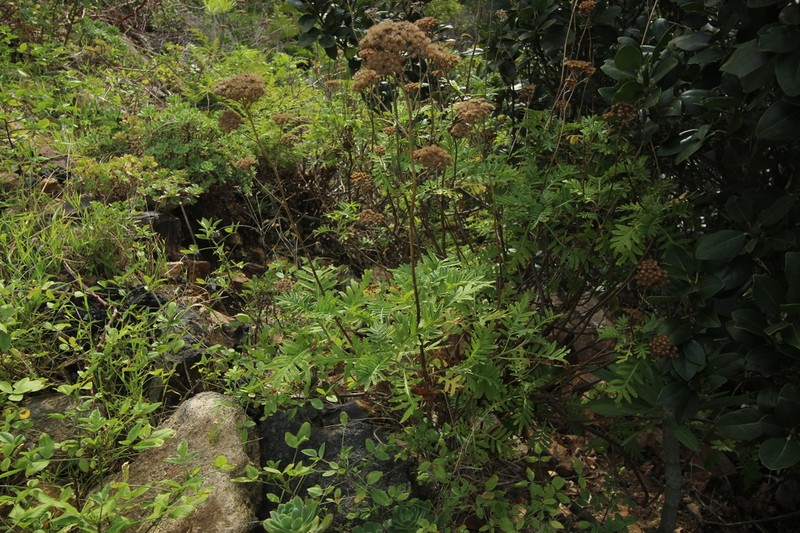 Gonospermum gomerae photo 2