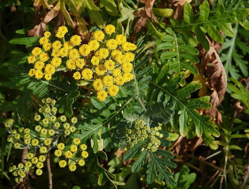 Gonospermum gomerae photo 3