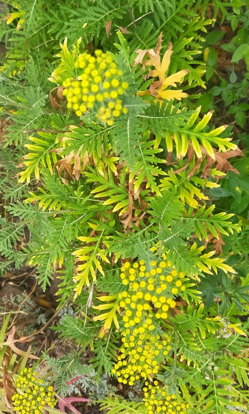 Gonospermum gomerae photo 4