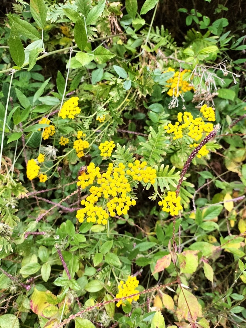 Gonospermum gomerae photo 5