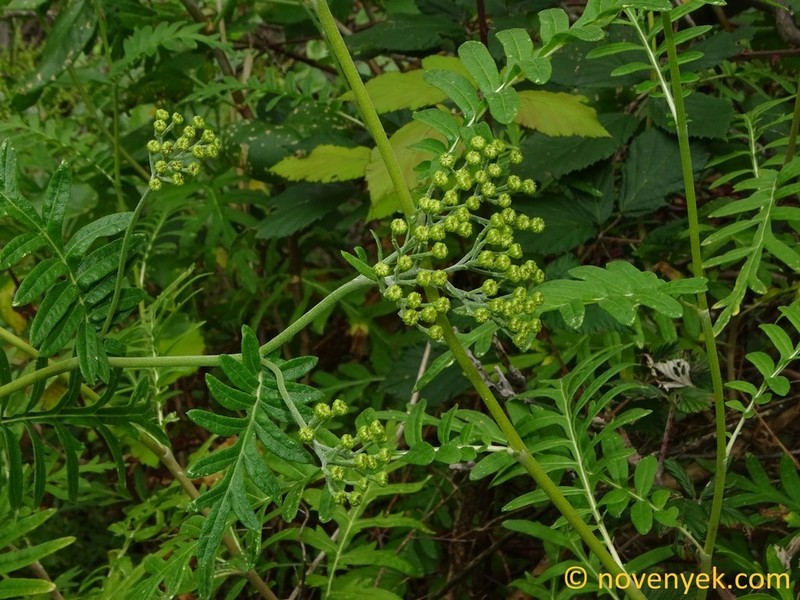 Gonospermum gomerae photo 6