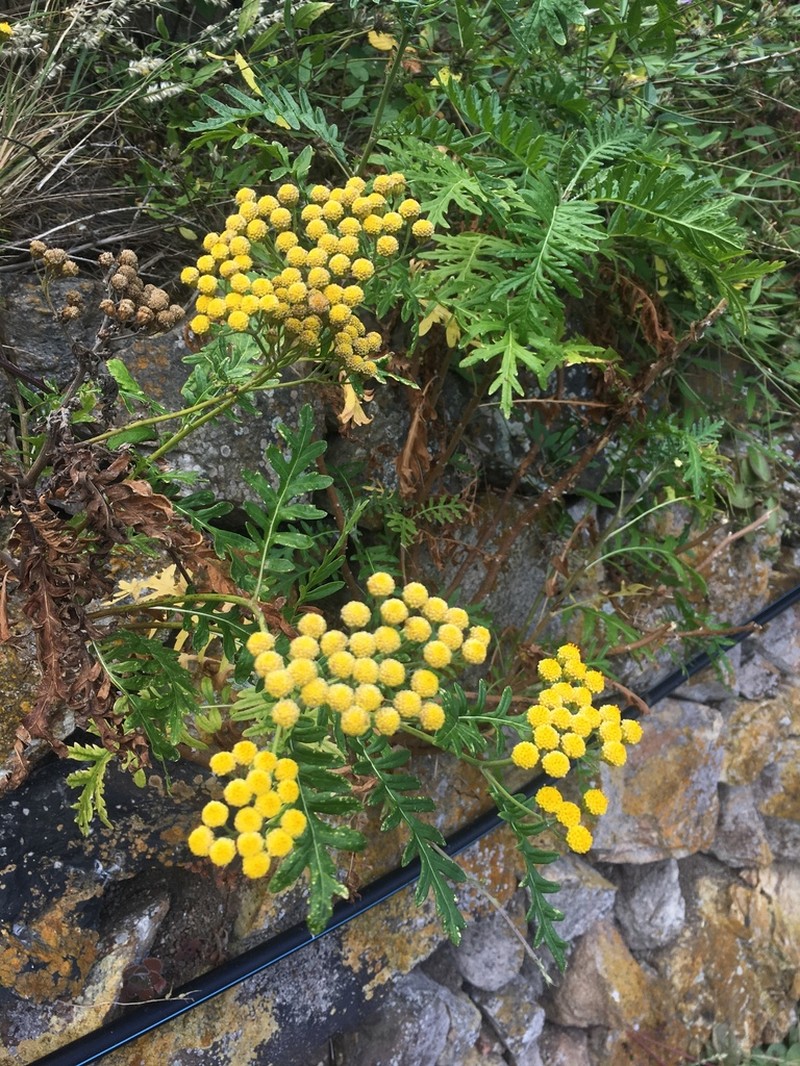 Gonospermum gomerae photo 7
