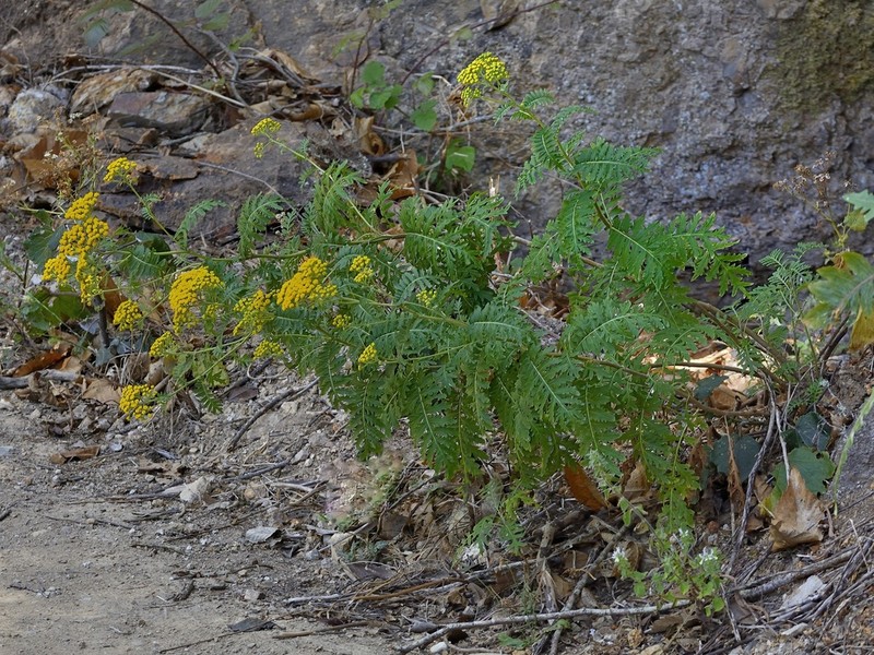 Gonospermum gomerae photo 8