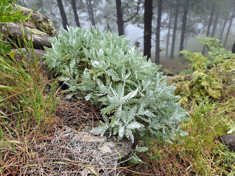 Gonospermum ptarmiciflorum