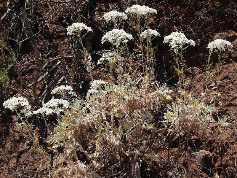 Gonospermum ptarmiciflorum photo 2