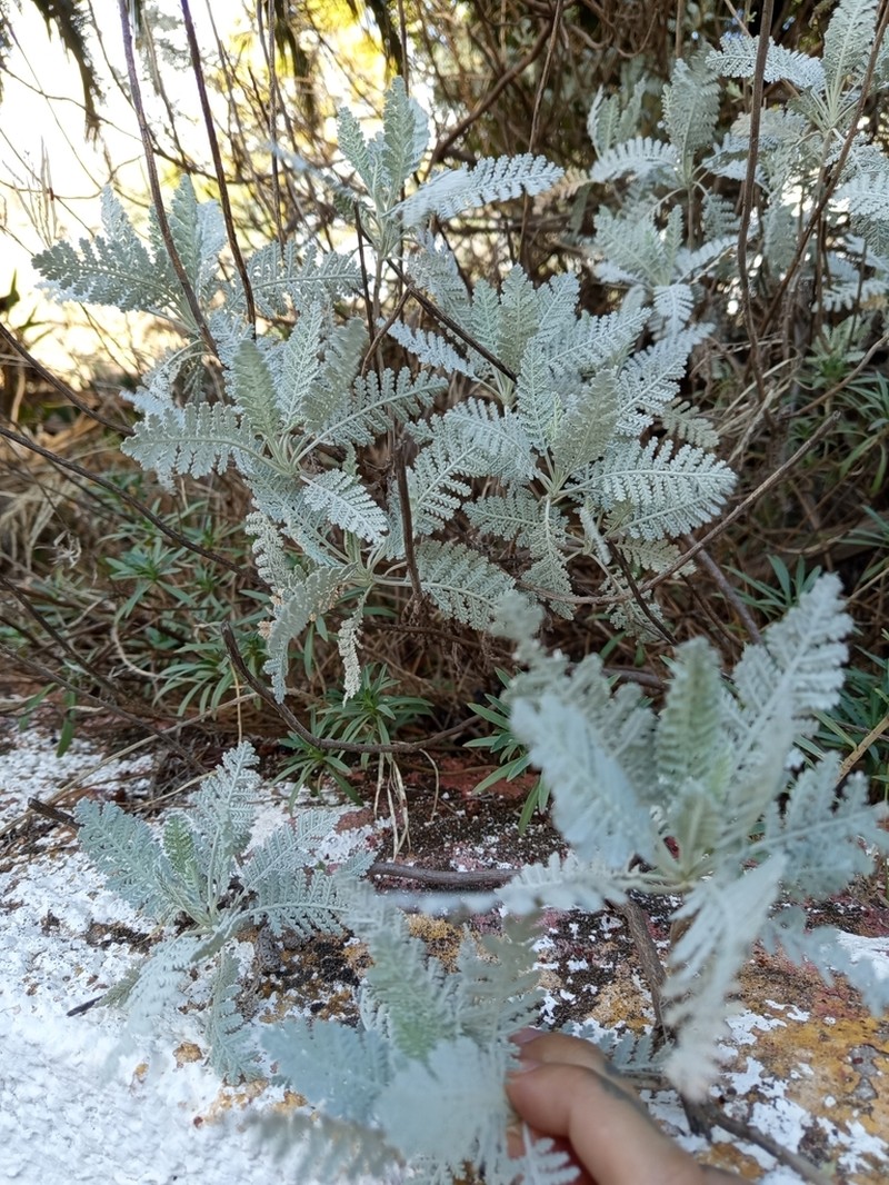 Gonospermum ptarmiciflorum photo 3