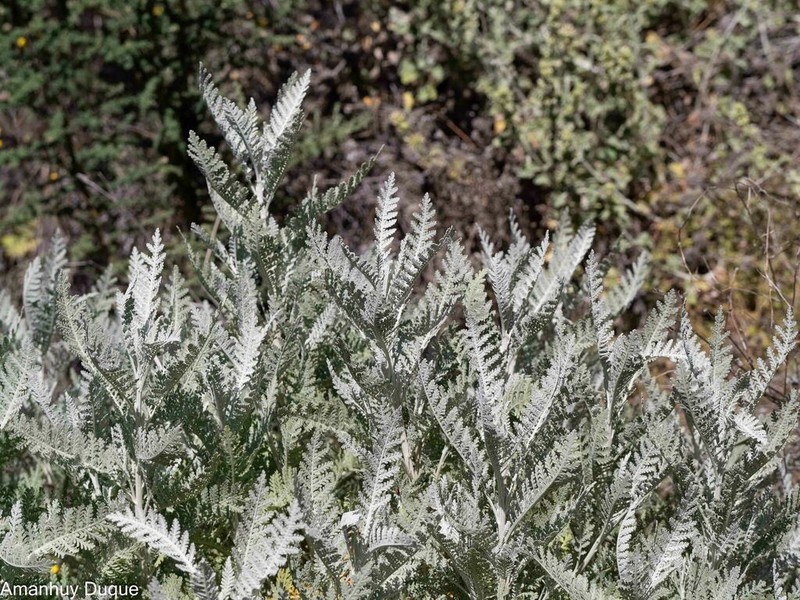 Gonospermum ptarmiciflorum photo 4