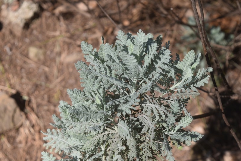 Gonospermum ptarmiciflorum photo 5