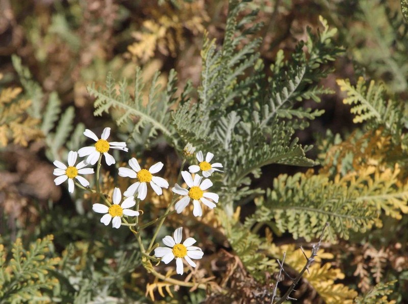 Gonospermum ptarmiciflorum photo 6