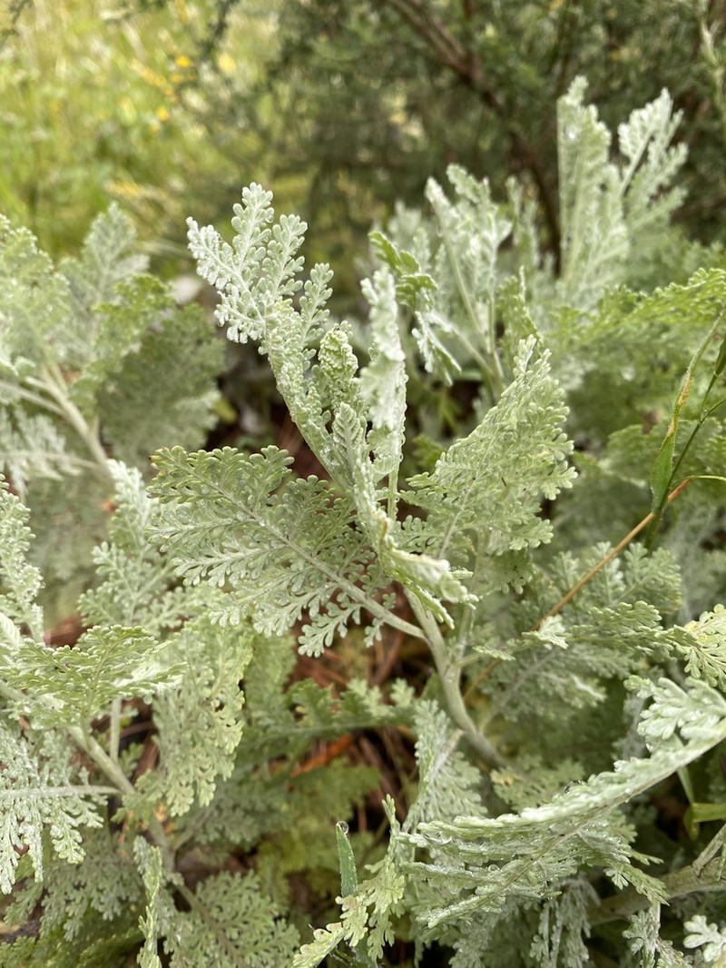 Gonospermum ptarmiciflorum photo 7