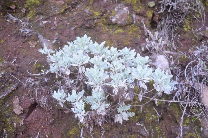 Gonospermum ptarmiciflorum photo 8