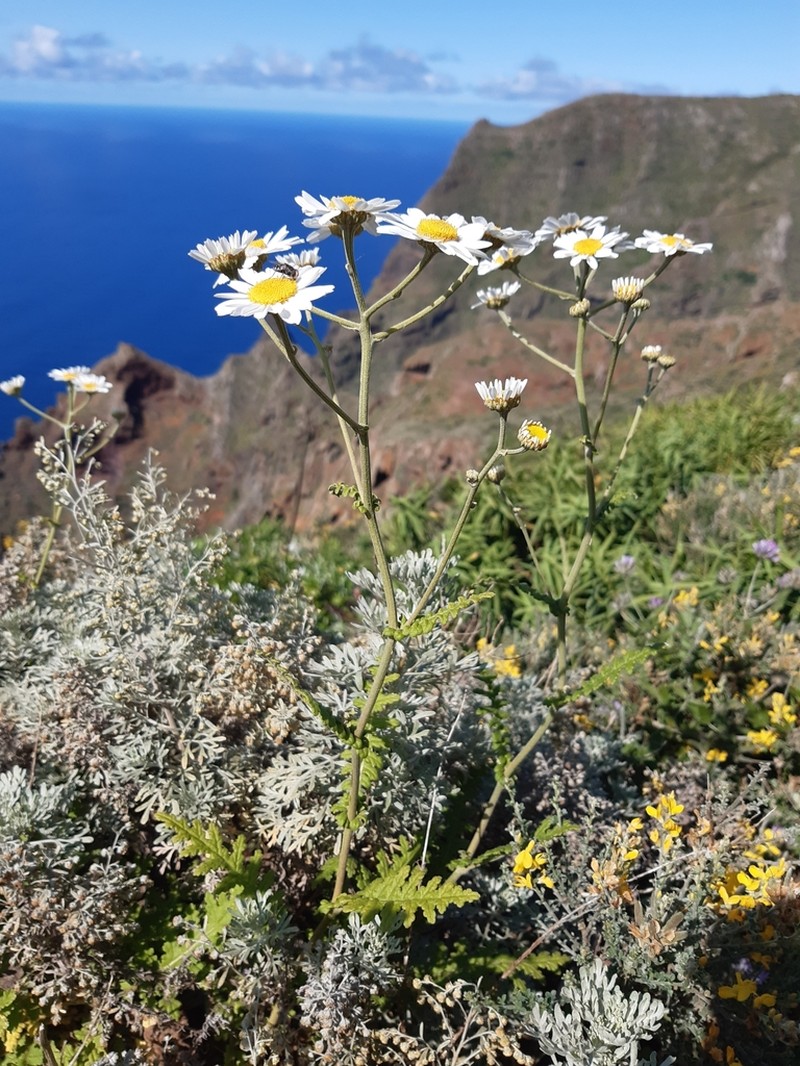 Gonospermum revolutum