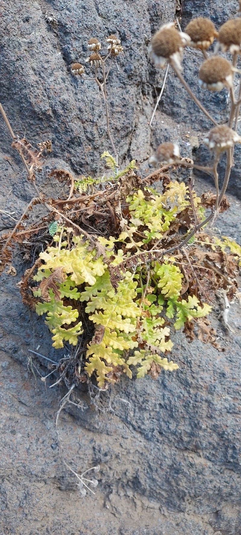 Gonospermum revolutum photo 2