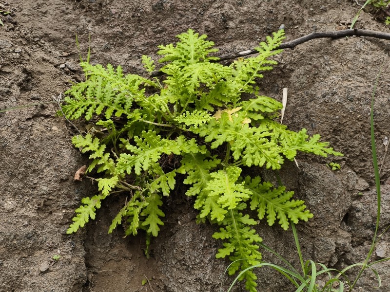 Gonospermum revolutum photo 3