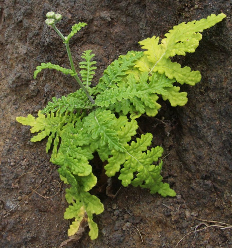 Gonospermum revolutum photo 4
