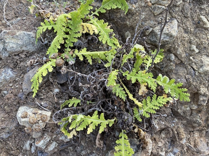 Gonospermum revolutum photo 5