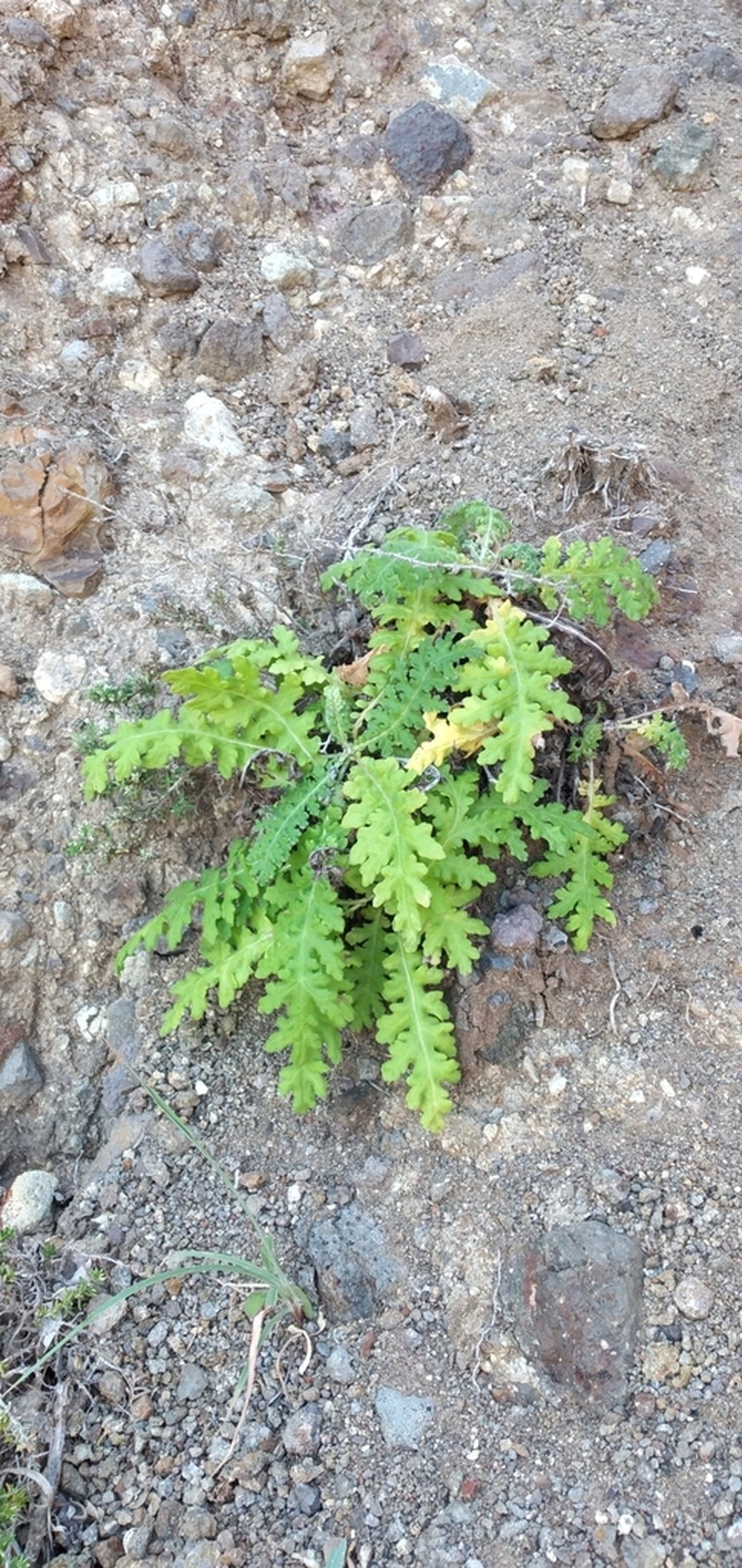 Gonospermum revolutum photo 6