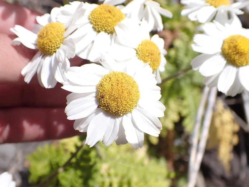 Gonospermum revolutum photo 8