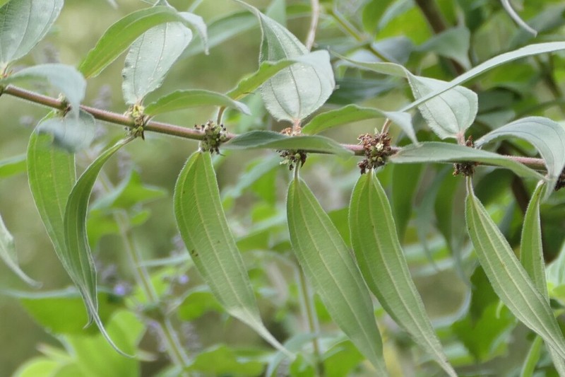 Gonostegia bennettiana