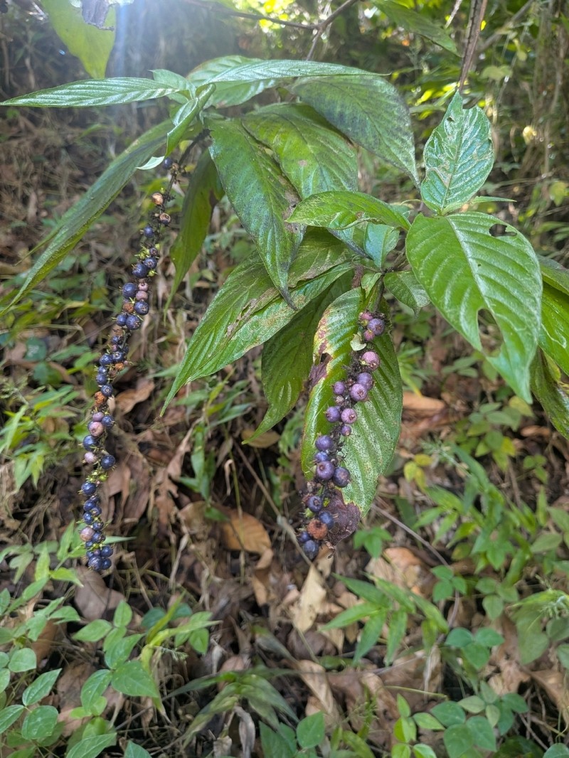 Mata De Mariposa